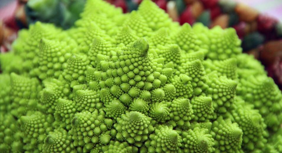 Sånn kan det gå når man krysser brokkoli med blomkål: Vi får en fraktalkål. (Foto: Colourbox)
