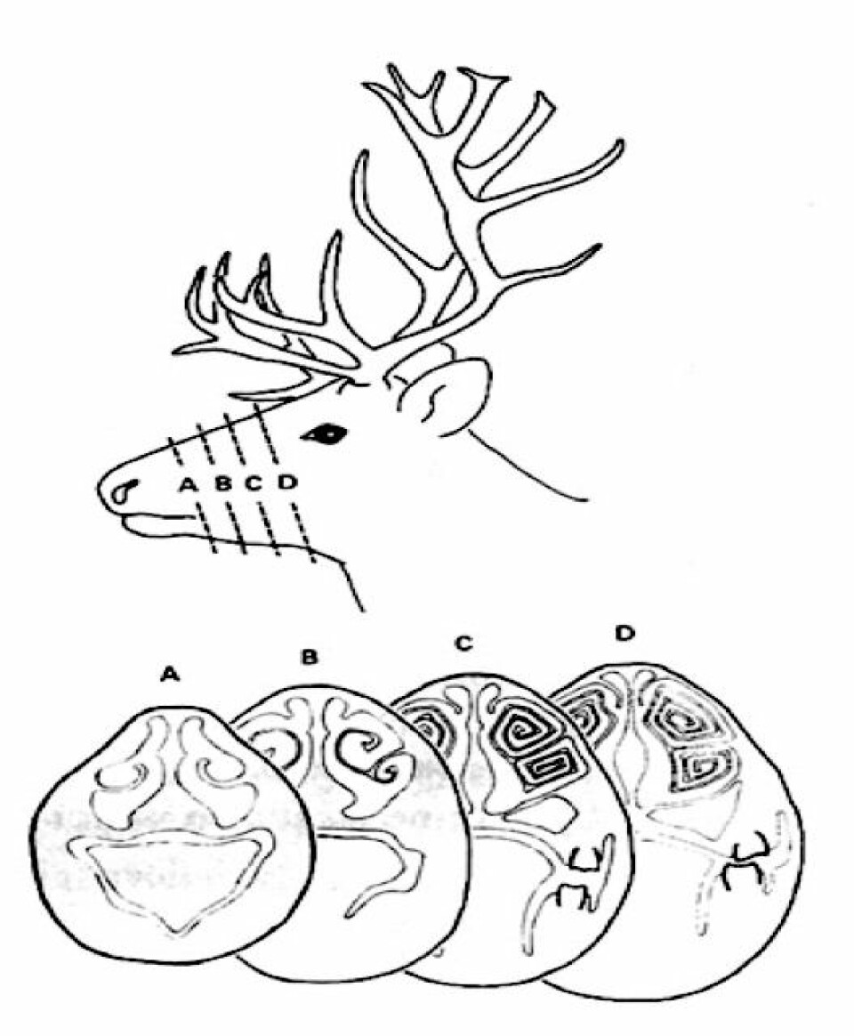 Illustrasjonen viser en reinsdyrnese som har blitt delt opp i skiver og viser at nesen innvendig ligner på en konkylie. (Foto: (Illustrasjon: NTNU))