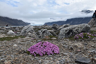 Fjellsmelle. (Foto: Dagmar Hagen) Fjellsmelle. (Foto: Dagmar Hagen)