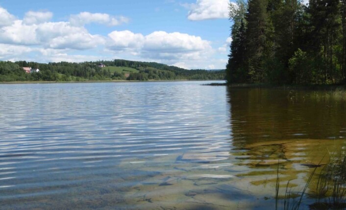 I Vassjøtjern i Lunner er det store forekomster av bredtaggkrans Chara hispida og smaltaggkrans Chara rudis. (Foto: Susanne Claudia Schneider, Norsk institutt for vannforskning CC) I Vassjøtjern i Lunner er det store forekomster av bredtaggkrans Chara hispida og smaltaggkrans Chara rudis. (Foto: Susanne Claudia Schneider, Norsk institutt for vannforskning CC)