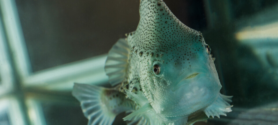 Den lille grønne fisken gjør en stor innsats for å avluse laksen.  (Foto: Terje Aamodt/ Nofima)