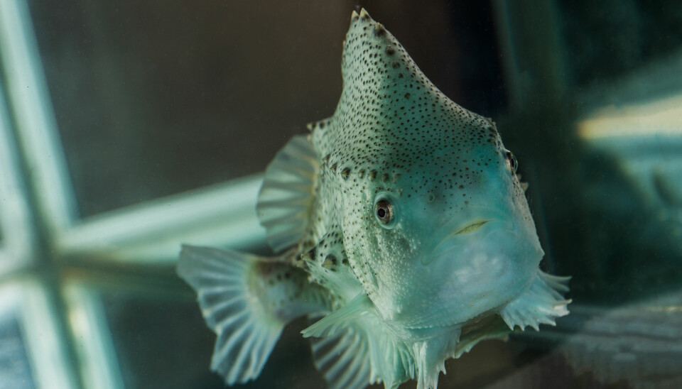 Den lille grønne fisken gjør en stor innsats for å avluse laksen.  (Foto: Terje Aamodt/ Nofima)