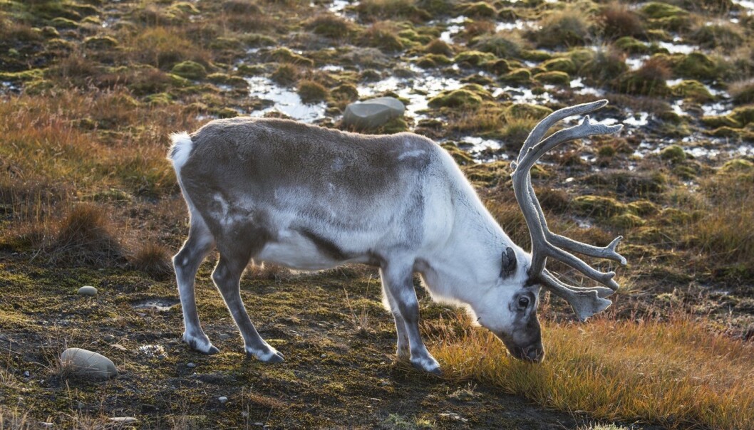 Svalbardrein (Rangifer tarandus platyrhynchus). Forskere mener reinsdyr i Arktis kan bli hardt rammet av klimaendringene. (Foto: Steinar Myhr / Samfoto / NTB scanpix) Svalbardrein (Rangifer tarandus platyrhynchus). Forskere mener reinsdyr i Arktis kan bli hardt rammet av klimaendringene. (Foto: Steinar Myhr / Samfoto / NTB scanpix)