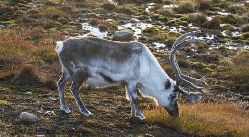 Forskere: – Klimaendringer rammer reinsdyr på Svalbard