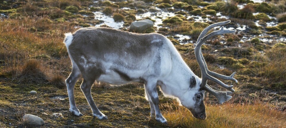 Svalbardrein (Rangifer tarandus platyrhynchus). Forskere mener reinsdyr i Arktis kan bli hardt rammet av klimaendringene. (Foto: Steinar Myhr / Samfoto / NTB scanpix)