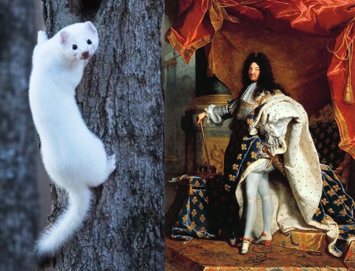 Til venstre: røyskatt med vinterpels. (Foto: Shutterstock / NTB scanpix) Til høyre: Den franske solkongen Ludvig den 14. med hermelinpels. (Foto: Louis XIV Collection) Til venstre: røyskatt med vinterpels. (Foto: Shutterstock / NTB scanpix) Til høyre: Den franske solkongen Ludvig den 14. med hermelinpels. (Foto: Louis XIV Collection)