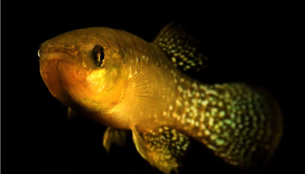 Arter med stor genetisk variasjon, som <em>Fundulus heteroclitus</em>, er bedre egnet til å stå imot raske endringer i omgivelsene. (Foto: Andrew Whitehead) Arter med stor genetisk variasjon, som <em>Fundulus heteroclitus</em>, er bedre egnet til å stå imot raske endringer i omgivelsene. (Foto: Andrew Whitehead)
