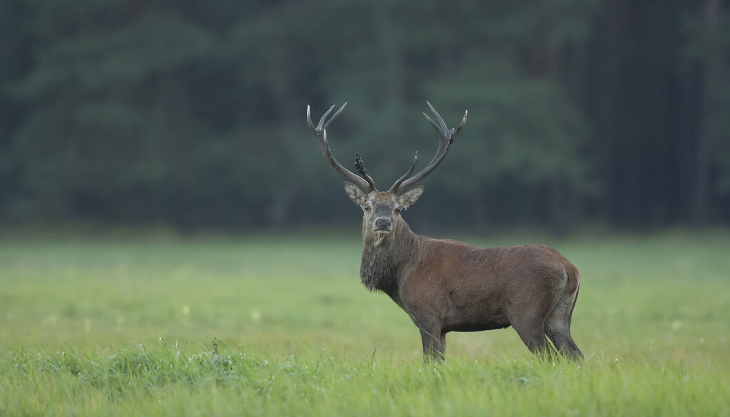 Forskere mener størrelsen på jaktlaget, jaktkvoter og hvor mange dager som gjenstår av jakta kan påvirke hvorvidt jegeren skyter hjorten eller ikke (Foto: grusgrus444/Shutterstock/NTB scanpix). Forskere mener størrelsen på jaktlaget, jaktkvoter og hvor mange dager som gjenstår av jakta kan påvirke hvorvidt jegeren skyter hjorten eller ikke (Foto: grusgrus444/Shutterstock/NTB scanpix).