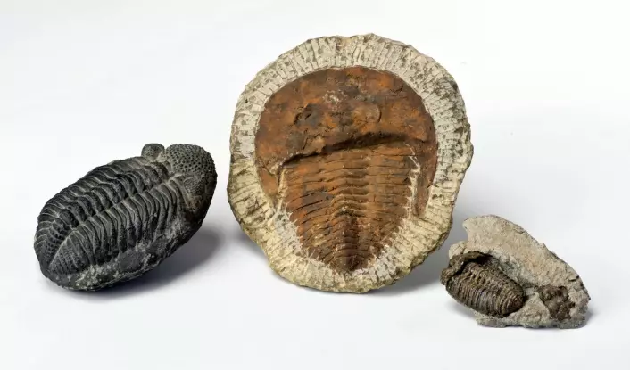 En trilobitt-art var med i utvalget Kjetil Lysne Voje så på i studien. (Foto: Colourbox)