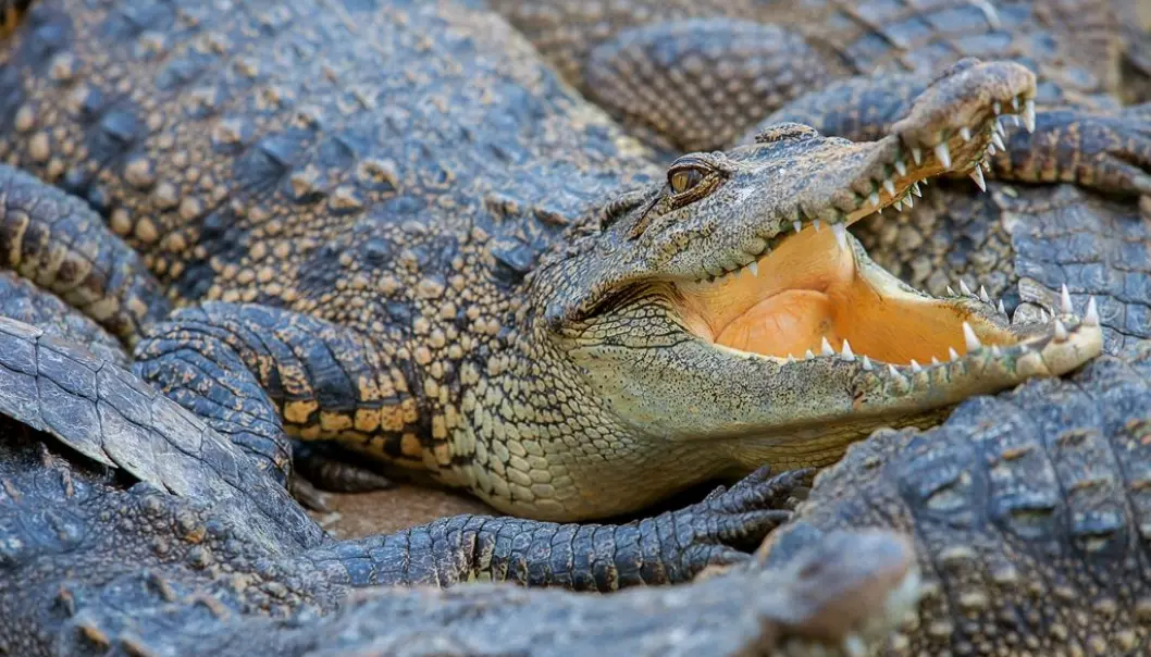 Krokodillen har sett like skummel ut i flere titalls millioner år. Men det er bare tilsynelatende at den ikke har endret seg.  (Foto: Colourbox)