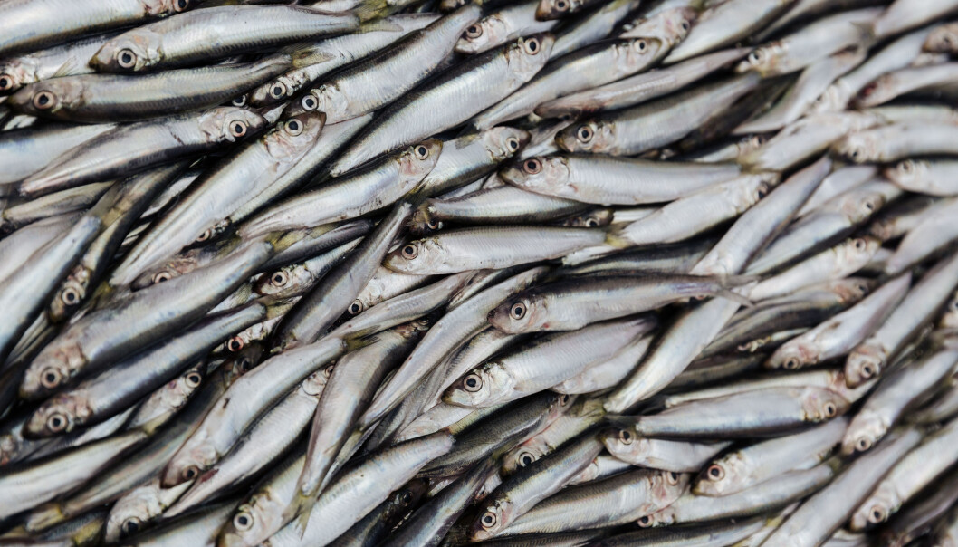 Brislingen er en viktig matfisk. I Norge blir brislingen ofte solgt som sardiner eller ansjos, selv om dette egentlig er andre arter. (Foto: Colourbox) Brislingen er en viktig matfisk. I Norge blir brislingen ofte solgt som sardiner eller ansjos, selv om dette egentlig er andre arter. (Foto: Colourbox)