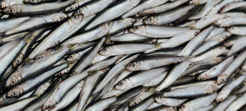 Brislingen er en viktig matfisk. I Norge blir brislingen ofte solgt som sardiner eller ansjos, selv om dette egentlig er andre arter.  (Foto: Colourbox)