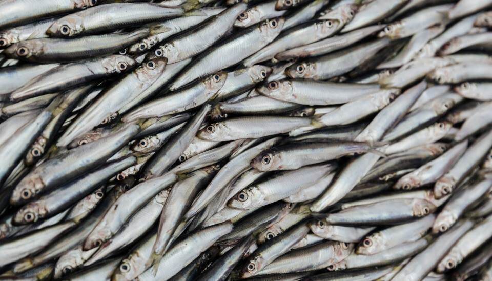 Brislingen er en viktig matfisk. I Norge blir brislingen ofte solgt som sardiner eller ansjos, selv om dette egentlig er andre arter.  (Foto: Colourbox)