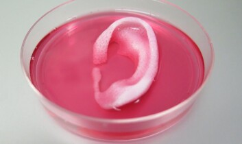 Det var et gjennombrudd da amerikanske forskere printet ut et menneskeøre av organisk materiale i februar i år. Det overlevde i flere uker. (Foto: Nature/Wake Forest Institute for Regenerative Medicine) Det var et gjennombrudd da amerikanske forskere printet ut et menneskeøre av organisk materiale i februar i år. Det overlevde i flere uker. (Foto: Nature/Wake Forest Institute for Regenerative Medicine)