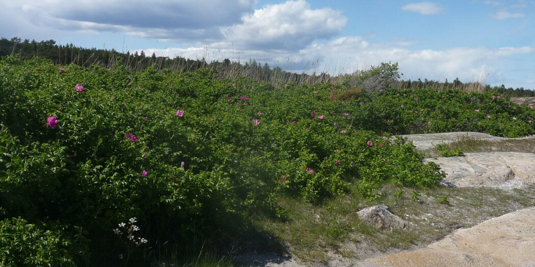 Rynkerosen er vakker, men uønsket. Planten er på lista over fremmede arter fordi den har svært høy økologisk risiko. Men den utgjør liten eller ingen samfunnsrisiko. (Foto: Siri Lie Olsen / NINA) Rynkerosen er vakker, men uønsket. Planten er på lista over fremmede arter fordi den har svært høy økologisk risiko. Men den utgjør liten eller ingen samfunnsrisiko. (Foto: Siri Lie Olsen / NINA)
