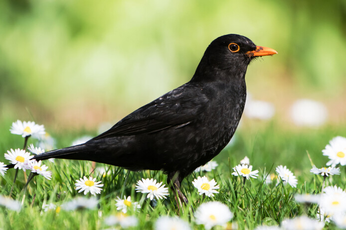 Sammen med rødstrupen og rødstjerten var svarttrosten en av de fuglene som bar på mest flått. Hver svarttrost hadde mer enn én flått i gjennomsnitt. (Foto: Maciej Olszewski / Shutterstock / NTB scanpix) Sammen med rødstrupen og rødstjerten var svarttrosten en av de fuglene som bar på mest flått. Hver svarttrost hadde mer enn én flått i gjennomsnitt. (Foto: Maciej Olszewski / Shutterstock / NTB scanpix)