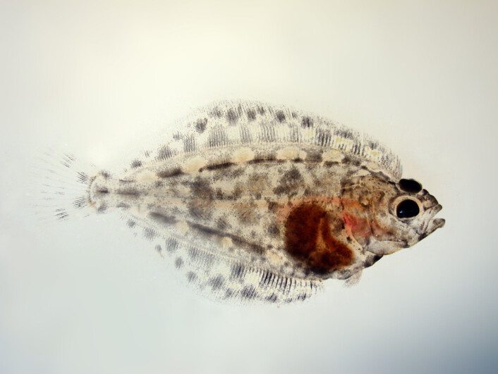 Utfordringer med kveitelarver var på mange måter startskuddet for jakten på hvordan flyndrer får sitt karakteristiske utseende. (Foto: Øystein Sæle) Utfordringer med kveitelarver var på mange måter startskuddet for jakten på hvordan flyndrer får sitt karakteristiske utseende. (Foto: Øystein Sæle)