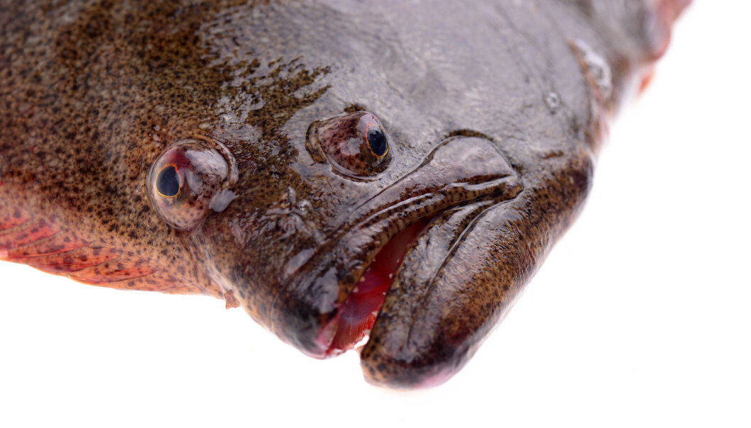 Flyndrefisken har begge øynene på samme side. Nå har forskere funnet ut at fisken ikke er født sånn, men blitt sånn. Dette er en kveite, som er en type flyndrefisk. (Foto: Shutterstock / NTB scanpix) Flyndrefisken har begge øynene på samme side. Nå har forskere funnet ut at fisken ikke er født sånn, men blitt sånn. Dette er en kveite, som er en type flyndrefisk. (Foto: Shutterstock / NTB scanpix)