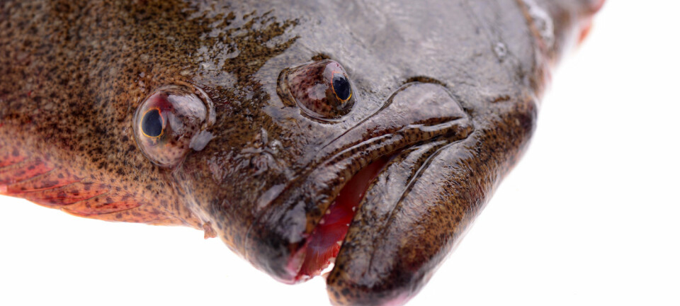 Flyndrefisken har begge øynene på samme side. Nå har forskere funnet ut at fisken ikke er født sånn, men blitt sånn. Dette er en kveite, som er en type flyndrefisk.  (Foto: Shutterstock / NTB scanpix)