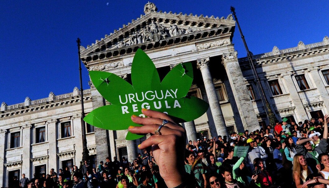 Uruguay har formelt sett hatt fri hasj – innen visse rammer – siden 2013, blant annet for å få kontroll med forbruket og forebygge kriminalitet. De gode intensjonene har likevel gått opp i røyk. (Foto: Pablo Porciuncula/AFP/NTB Scanpix) Uruguay har formelt sett hatt fri hasj – innen visse rammer – siden 2013, blant annet for å få kontroll med forbruket og forebygge kriminalitet. De gode intensjonene har likevel gått opp i røyk. (Foto: Pablo Porciuncula/AFP/NTB Scanpix)
