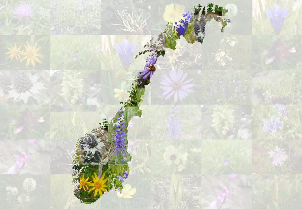 Norge har mange truede plantearter. Men hvor er de alle sammen? (Foto: NINA)