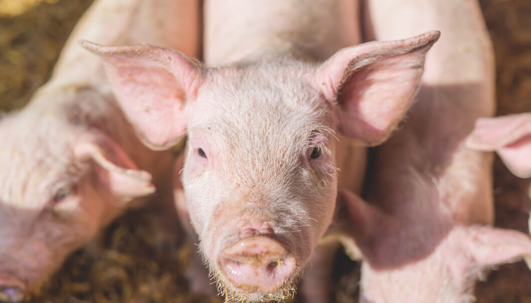 I Spania og Italia brukes det over 300 milligram antibiotika for å produsere ett kilo svinekjøtt (Foto: Dusan Petkovic / Shutterstock / NTB scanpix) I Spania og Italia brukes det over 300 milligram antibiotika for å produsere ett kilo svinekjøtt (Foto: Dusan Petkovic / Shutterstock / NTB scanpix)