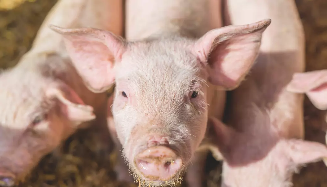 I Spania og Italia brukes det over 300 milligram antibiotika for å produsere ett kilo svinekjøtt (Foto: Dusan Petkovic / Shutterstock / NTB scanpix)