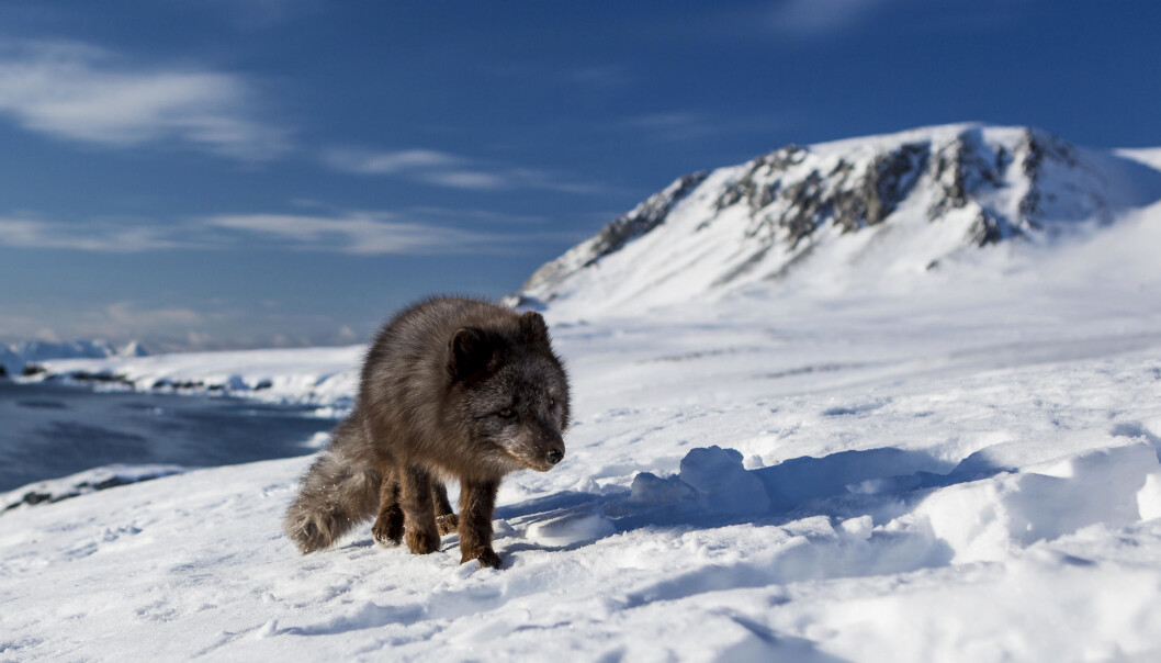 – Endringene er først og fremst drevet av globale utslipp av klimagasser. Forskrifter for Svalbard bidrar til å redusere lokale effekter på miljøet, men det er også viktig å få globale tiltak på plass for å bremse utslipp av klimagasser, sier forskeren bak ny rapport. (Foto: Jon Leithe / Norsk Polarinstitutt) – Endringene er først og fremst drevet av globale utslipp av klimagasser. Forskrifter for Svalbard bidrar til å redusere lokale effekter på miljøet, men det er også viktig å få globale tiltak på plass for å bremse utslipp av klimagasser, sier forskeren bak ny rapport. (Foto: Jon Leithe / Norsk Polarinstitutt)