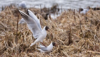 Forskerne anbefaler kontinuerlig målinger av vannet ved Østensjøvannet, som er kjent for sitt rike fugleliv. (Foto: Morten Günther) Forskerne anbefaler kontinuerlig målinger av vannet ved Østensjøvannet, som er kjent for sitt rike fugleliv. (Foto: Morten Günther)