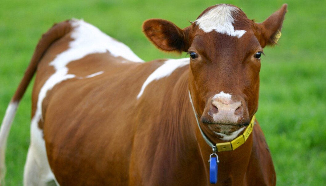 - MRSA er ikke et stort helseproblem for kyrne som er smittet, og pasteurisert melk er like trygt som før, skriver forskerne bak denne kronikken. (Foto: Sindre Ellingsen / Samfoto / NTB scanpix) - MRSA er ikke et stort helseproblem for kyrne som er smittet, og pasteurisert melk er like trygt som før, skriver forskerne bak denne kronikken. (Foto: Sindre Ellingsen / Samfoto / NTB scanpix)