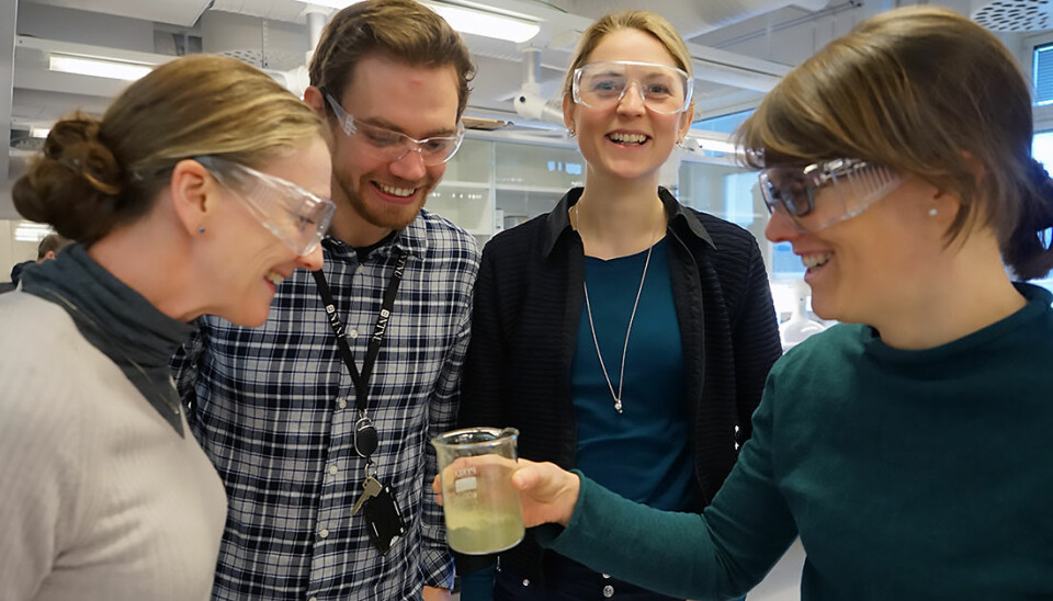 NTNU-forskerne Fride Vullum-Bruer, Andreas Nicolai Norberg, Kristin Lønsethagen og Susanne Jäschke jobber for å få på plass en prototype av algematerialet. (Foto: Mona Sprenger)
