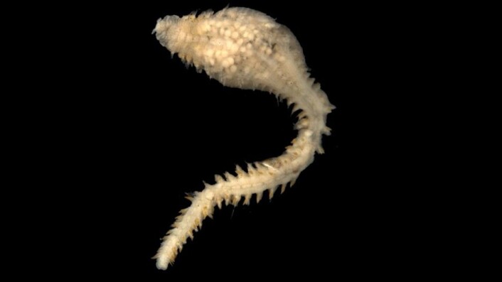 En ny art børstemarks beskrevet fra Norskehavet – Scalibregma hanseni. (Foto: Katrine Kongshavn, Universitetsmuseet i Bergen) En ny art børstemarks beskrevet fra Norskehavet – Scalibregma hanseni. (Foto: Katrine Kongshavn, Universitetsmuseet i Bergen)