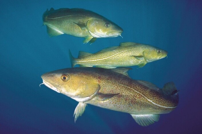 Skrei og kysttorsk kan godt få yngel sammen, men avkommet har dårligere forutsetninger for å komme langt i livet. Betyr det at vi bør definere dem som to ulike arter? (Illustrasjonsfoto: Per Eide, Samfoto/NTB scanpix) Skrei og kysttorsk kan godt få yngel sammen, men avkommet har dårligere forutsetninger for å komme langt i livet. Betyr det at vi bør definere dem som to ulike arter? (Illustrasjonsfoto: Per Eide, Samfoto/NTB scanpix)