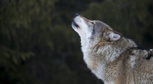 Rundt 100 ulver påvist i Norge