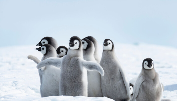 Is og pingviner er det de fleste forbinder med Antarktis. Men kontinentet har også store ressurser til lands og til havs. (Foto: vladsilver / Shutterstock / NTB scanpix) Is og pingviner er det de fleste forbinder med Antarktis. Men kontinentet har også store ressurser til lands og til havs. (Foto: vladsilver / Shutterstock / NTB scanpix)