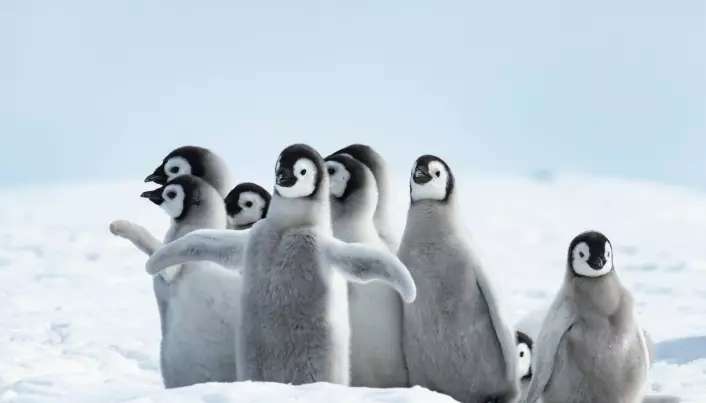 Is og pingviner er det de fleste forbinder med Antarktis. Men kontinentet har også store ressurser til lands og til havs. (Foto: vladsilver / Shutterstock / NTB scanpix)