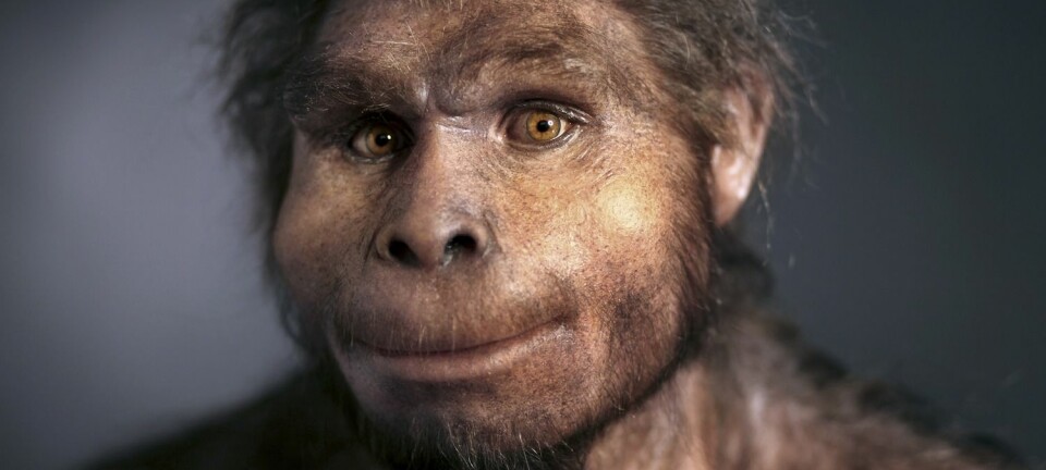 Homo erectus, en tidlig forfader av det moderne mennesket. Det kan ha vært en homo erectus-variant som levde og spiste mat på det israelske funnstedet for 800 000 år siden, men forskerne vet ikke sikkert. (Foto: Science Photo Library/NTB Scanpix)
