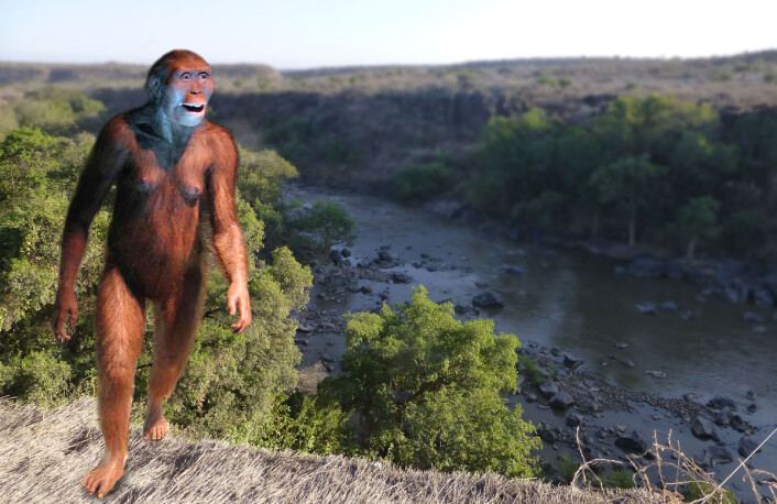 Slik kan menneskets stammor Lucy av arten <i>Australopithecus afarensis</i> ha sett ut. Modellen står i museet Cosmocaixa i Barcelona. Her er den fotomontert inn i et bilde fra området i Etiopia der restene av både Lucy og den nye arten <i>Australopithecus deyiremeda</i> er funnet. (Foto: (Bilde: Ji-Elle, Creative Commons Attribution-Share Alike 3.0 Unported license/forskning.no)) Slik kan menneskets stammor Lucy av arten <i>Australopithecus afarensis</i> ha sett ut. Modellen står i museet Cosmocaixa i Barcelona. Her er den fotomontert inn i et bilde fra området i Etiopia der restene av både Lucy og den nye arten <i>Australopithecus deyiremeda</i> er funnet. (Foto: (Bilde: Ji-Elle, Creative Commons Attribution-Share Alike 3.0 Unported license/forskning.no))