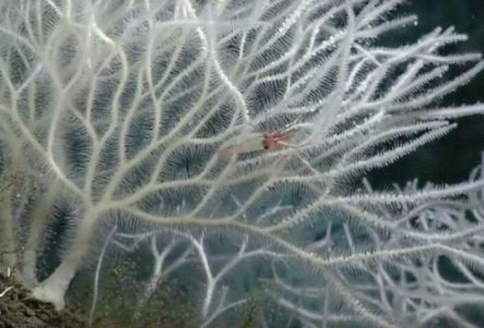 Her har amerikanske forskere lyktes med avbilde en kreps, akkurat i det den blir fanget av en rovsvamp i havet utenfor California. (Foto: MBARI/YouTube) Her har amerikanske forskere lyktes med avbilde en kreps, akkurat i det den blir fanget av en rovsvamp i havet utenfor California. (Foto: MBARI/YouTube)