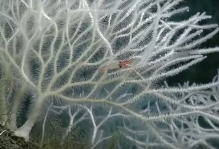 Her har amerikanske forskere lyktes med avbilde en kreps, akkurat i det den blir fanget av en rovsvamp i havet utenfor California. (Foto: MBARI/YouTube)
