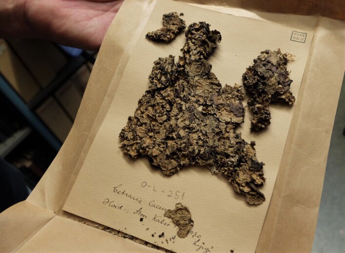 Den hellige gral for skrukkelavforskere og skrukkelaventusiaster: Typeeksemplaret av Platismatia norvegica. (Foto: Eivind Torgersen) Den hellige gral for skrukkelavforskere og skrukkelaventusiaster: Typeeksemplaret av Platismatia norvegica. (Foto: Eivind Torgersen)
