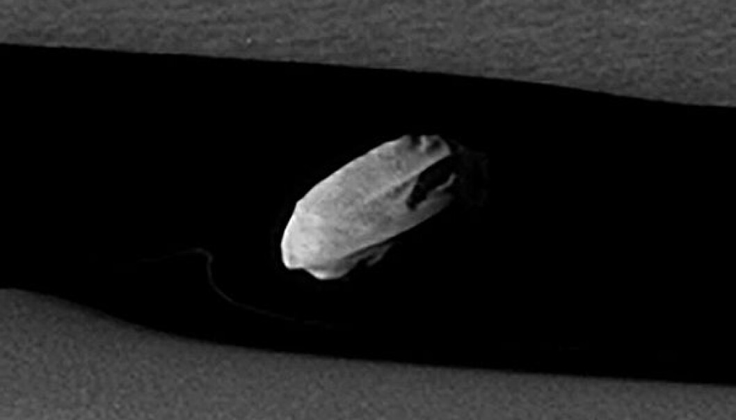Et mer nærbilde av månen Daphnis, som har en lengde på litt over 8 kilometer. (Bilde: NASA/JPL) Et mer nærbilde av månen Daphnis, som har en lengde på litt over 8 kilometer. (Bilde: NASA/JPL)
