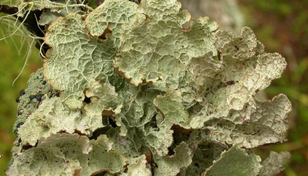 Skrukkelav (<em>Platismatia norvegica</em>) i Grong i Nord-Trøndelag. Perfekt klima for en art som liker seg steder hvor det er mye nedbør og ikke så kalde vintre. (Foto: Einar Timdal) Skrukkelav (<em>Platismatia norvegica</em>) i Grong i Nord-Trøndelag. Perfekt klima for en art som liker seg steder hvor det er mye nedbør og ikke så kalde vintre. (Foto: Einar Timdal)