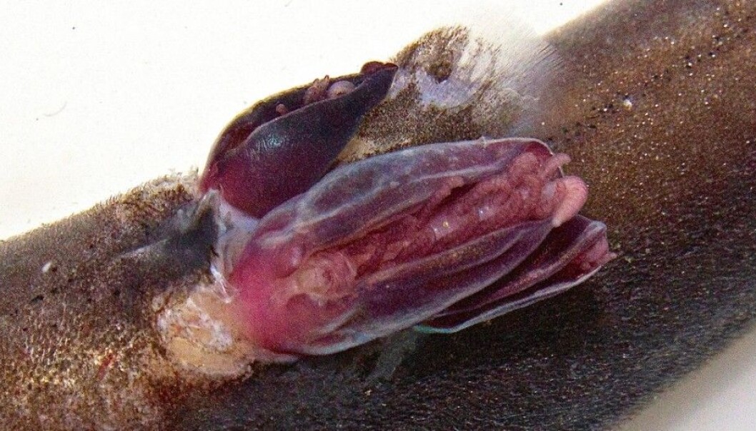 Ruren er et fredelig krepsdyr som til vanlig sitter i fjæresteinene og filtrerer plankton og alger ut av vannet. Nå er den grepet på fersk gjerning, nettopp i det evolusjonære øyeblikket hvor den blir til noe helt annet. På ryggen av en fortvilet svarthå-hai dypt nede i Sognefjorden, omskaper ruren seg selv til en parasitt. (Foto: David John Rees et al.) Ruren er et fredelig krepsdyr som til vanlig sitter i fjæresteinene og filtrerer plankton og alger ut av vannet. Nå er den grepet på fersk gjerning, nettopp i det evolusjonære øyeblikket hvor den blir til noe helt annet. På ryggen av en fortvilet svarthå-hai dypt nede i Sognefjorden, omskaper ruren seg selv til en parasitt. (Foto: David John Rees et al.)