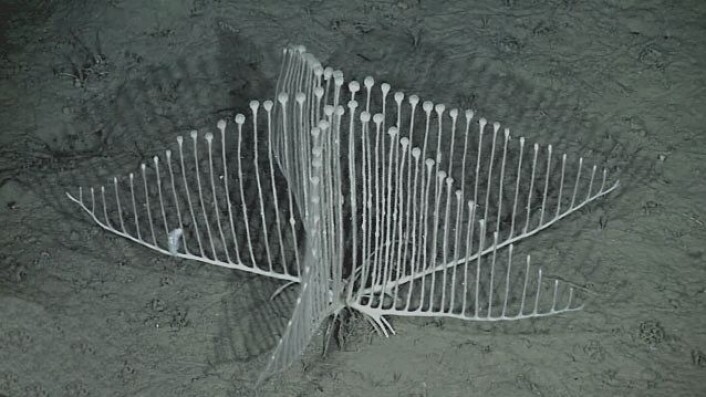 Denne harpeformede svampen lever på 3000 meters dyp i Stillehavet. (Foto: MBARI) Denne harpeformede svampen lever på 3000 meters dyp i Stillehavet. (Foto: MBARI)