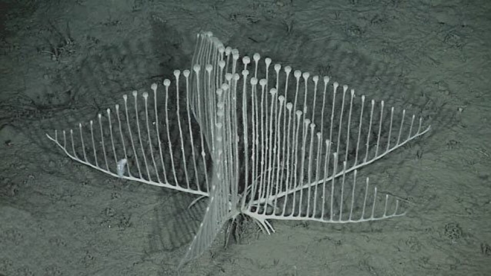 Denne harpeformede svampen lever på 3000 meters dyp i Stillehavet. (Foto: MBARI)