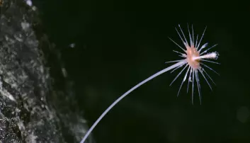 Svamper er blitt til kjøttetende dyr nede i dyphavet