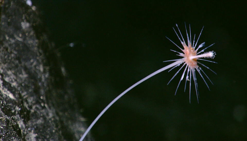Biologer har kjent til rovsvampene helt siden 1800-tallet. Først for få år siden forsto de at noen av disse aller mest primitive dyrene er blitt til kjøttetere nede i dyphavet. Denne rovsvampen er fotografert på 1000 meters dyp.  (Foto: NOAA Okeanos Explorer Program)