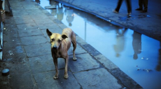 Debattinnlegg: Vi frykter at gatehunder bringer med seg farlige sykdommer