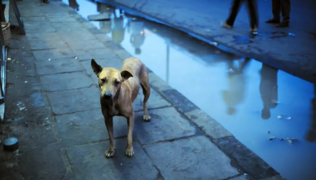 Vi frykter at gatehunder bringer med seg farlige sykdommer